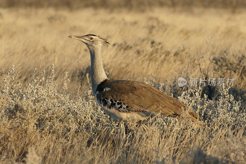 大草原上的Kori Bustard